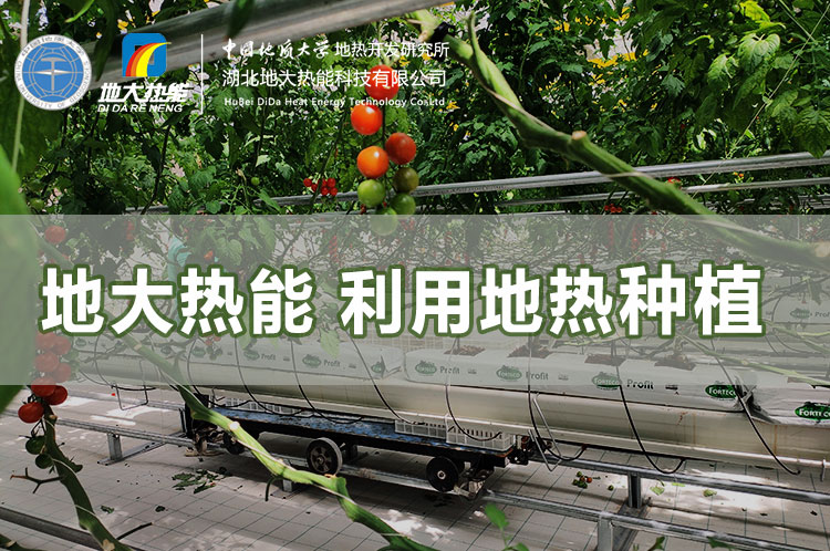 地大熱能利用地?zé)岱N植